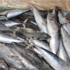 Фрозен Фисх